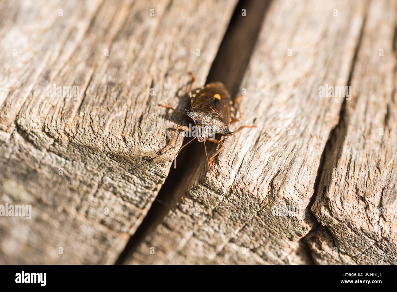Testa su un proiettile di un insetto della foresta (Pentatoma rufipes) su una recinzione di legno a Richmond Park, Surrey Foto Stock
