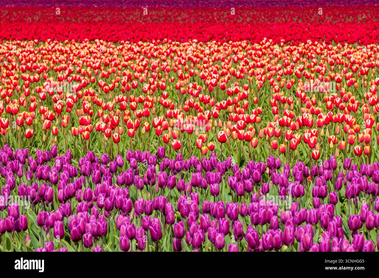 Tulipani (Tulipa suaveolens) nel festival dei tulipani della valle di Skagit, Mount Vernon, Washington, Stati Uniti. Foto Stock
