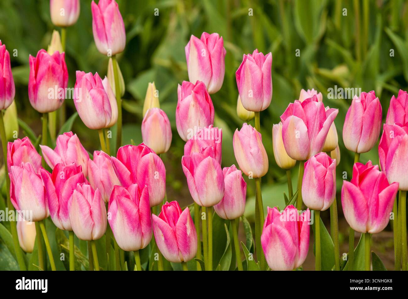 Tulipani (Tulipa suaveolens) nel festival dei tulipani della valle di Skagit, Mount Vernon, Washington, Stati Uniti. Foto Stock
