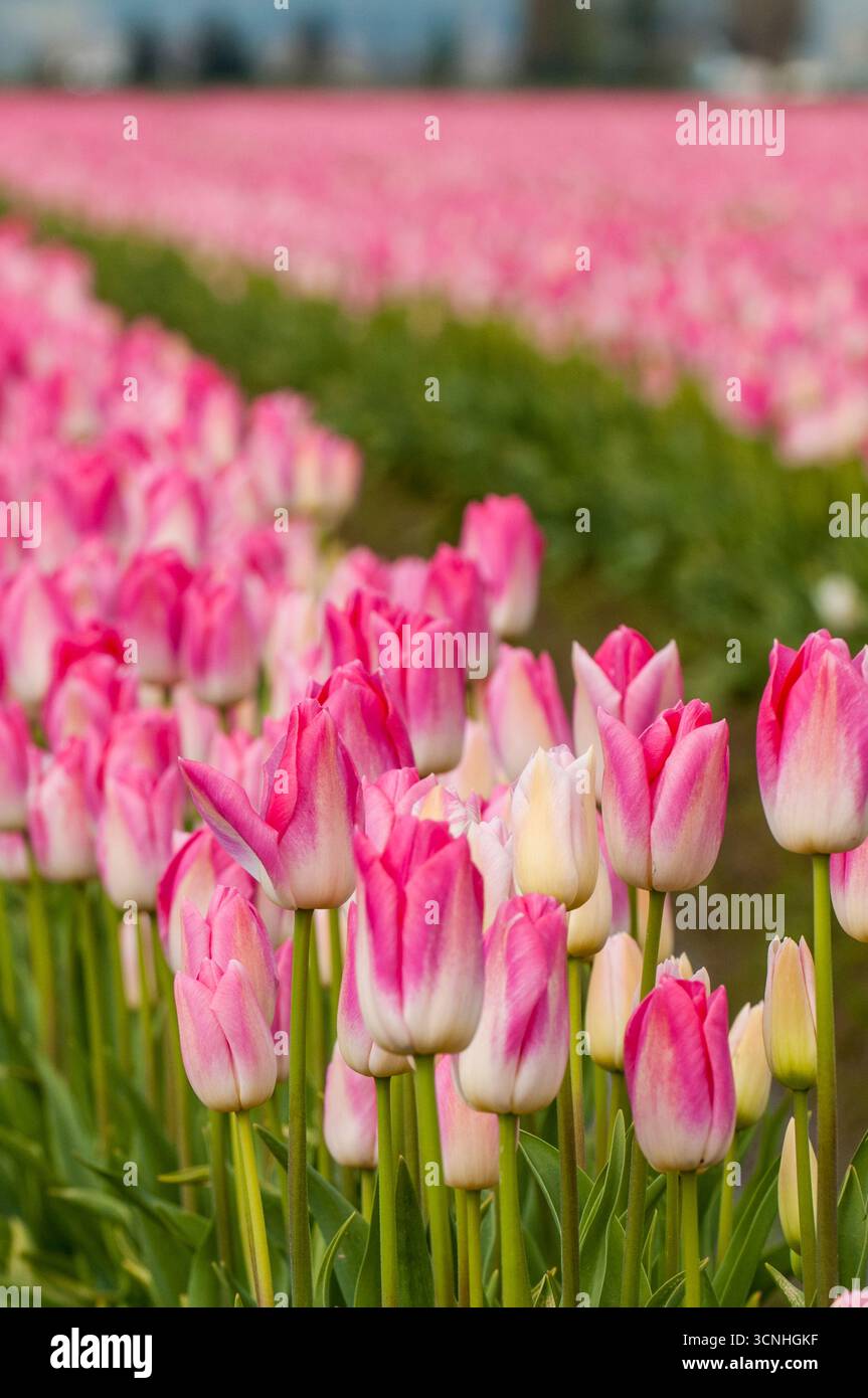 Tulipani (Tulipa suaveolens) nel festival dei tulipani della valle di Skagit, Mount Vernon, Washington, Stati Uniti. Foto Stock