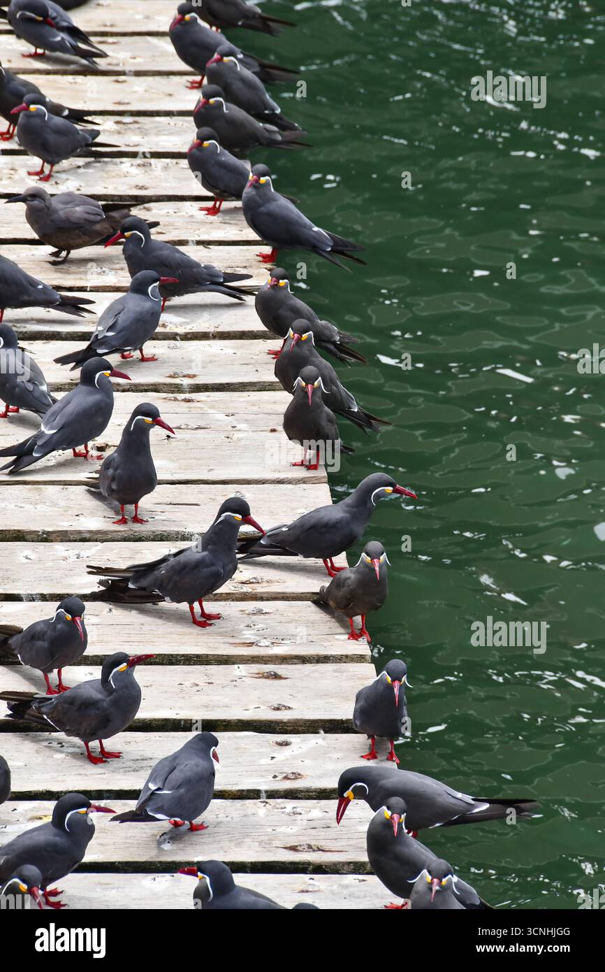 Colonia di Inca Terns (Larosterna inca, zarcillo) arroccata su un molo a Lima, Perù. Splendidi uccelli marini con baffi unici. Natura selvaggia. Foto Stock