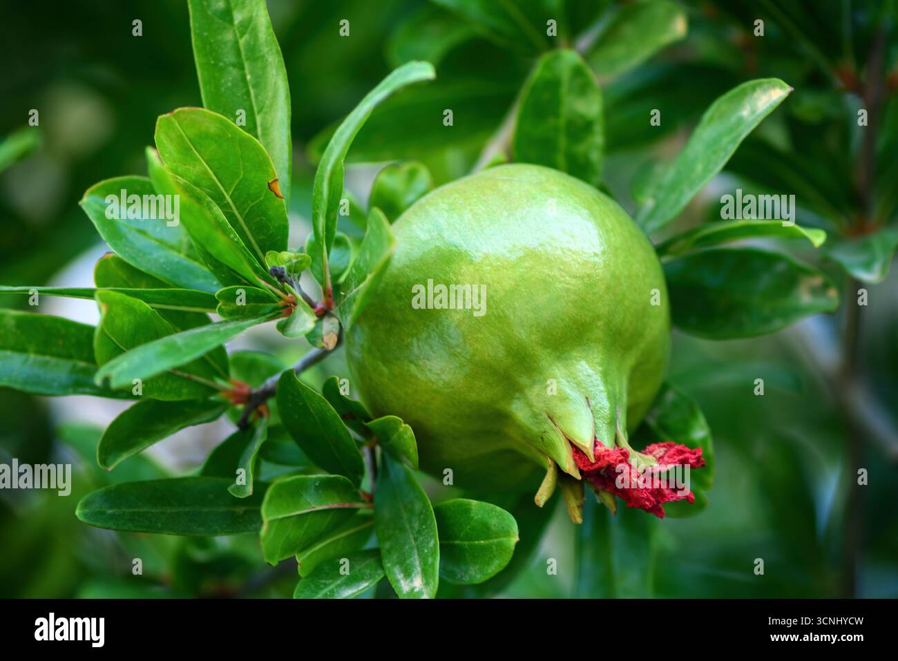 Primo piano di un melograno verde accresciuto su un albero con foglie lucide. Il frutto è in fase di sviluppo iniziale, circondato da un vivace fogliame verde Foto Stock