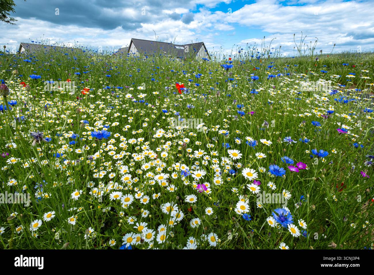 Prato di fiori selvatici con margherite a occhio di bue e fiori di mais. Suffolk, Regno Unito. Foto Stock