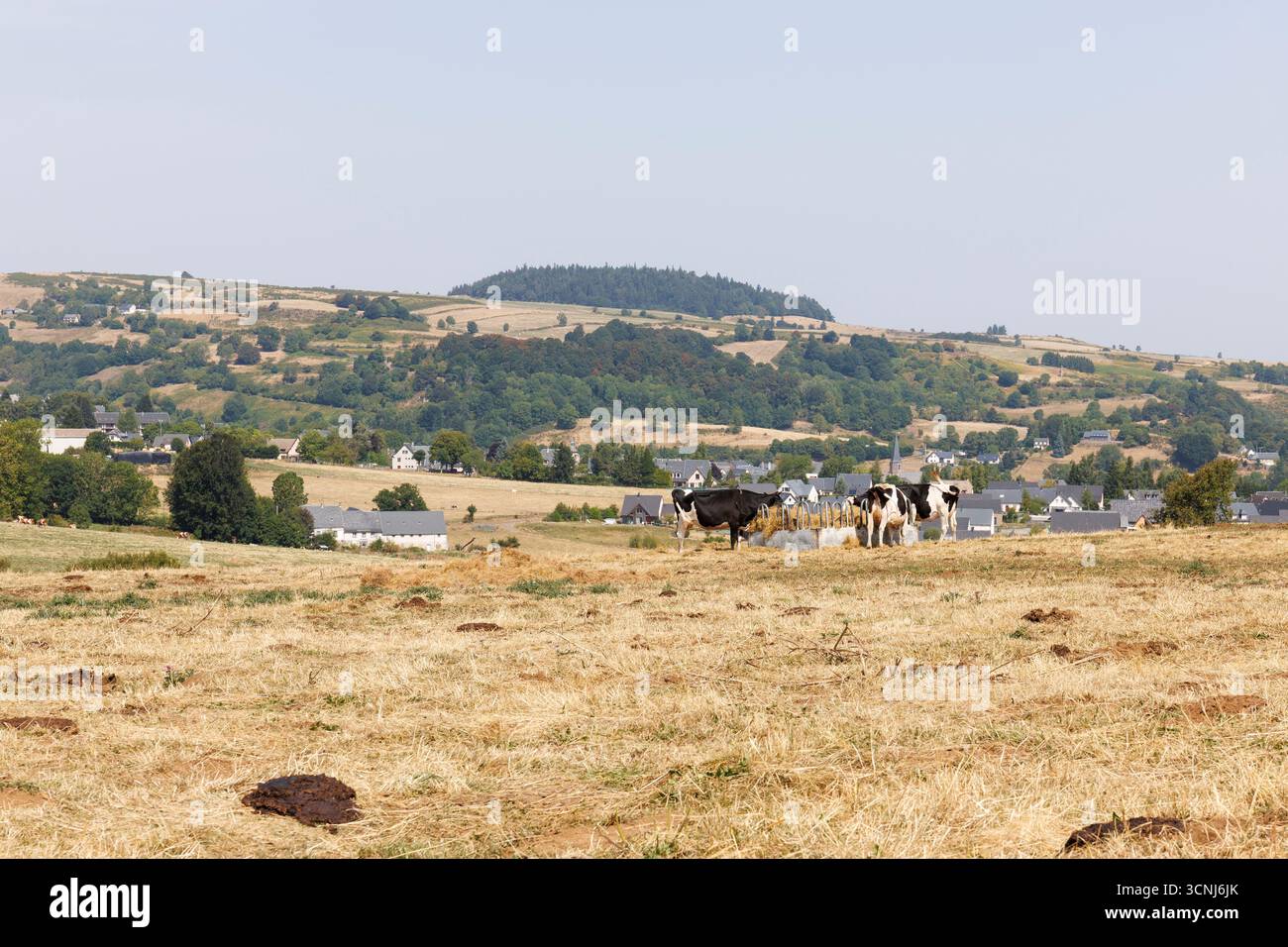 Mucche da latte che mangiano in un campo a Besse-et-Saint-Anastaise, Francia Foto Stock