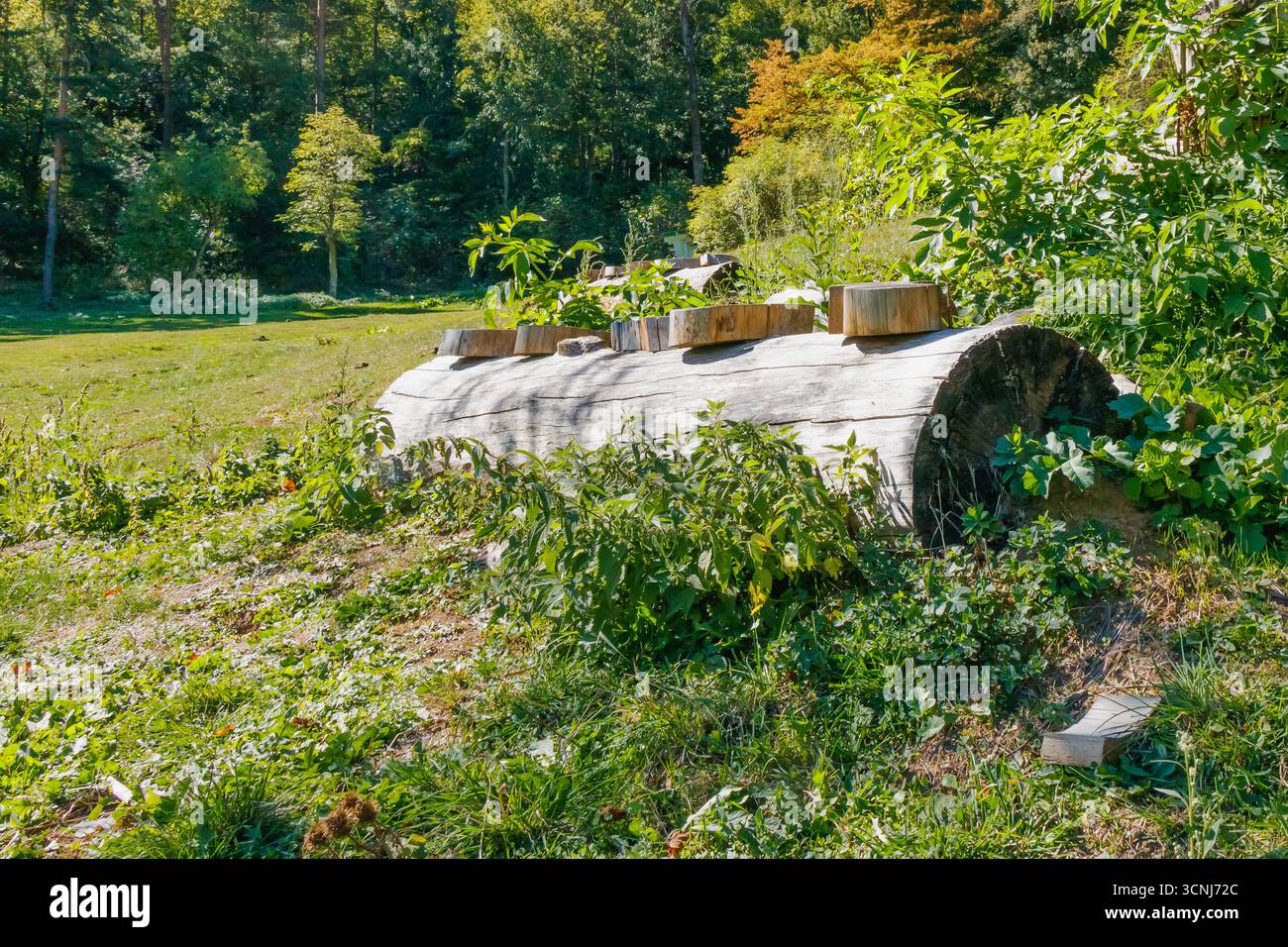 Un enorme tronco di alberi caduti con blocchi di legno tagliati uniformemente sulla sommità, adagiato in una foresta che si radura con vegetazione lussureggiante e luce naturale che mette in risalto il Foto Stock