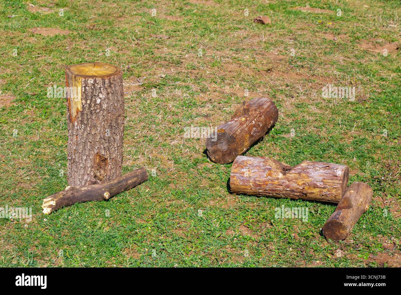 Diversi tronchi di legno tagliati e un ceppo d'albero disposti su erba verde sotto la luce del sole, evidenziando la corteccia naturale, gli anelli e le trame di legno grezzo in un'area di legno Foto Stock