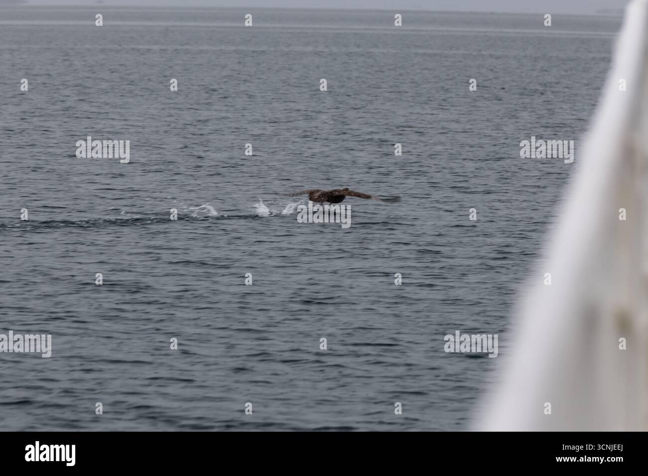 Un petrel gigante si allontana da solo sulle acque scure e ondulate del canale di Beagle, il suo piumaggio a chiazze che si fonde con il paesaggio marino coperto. Foto Stock