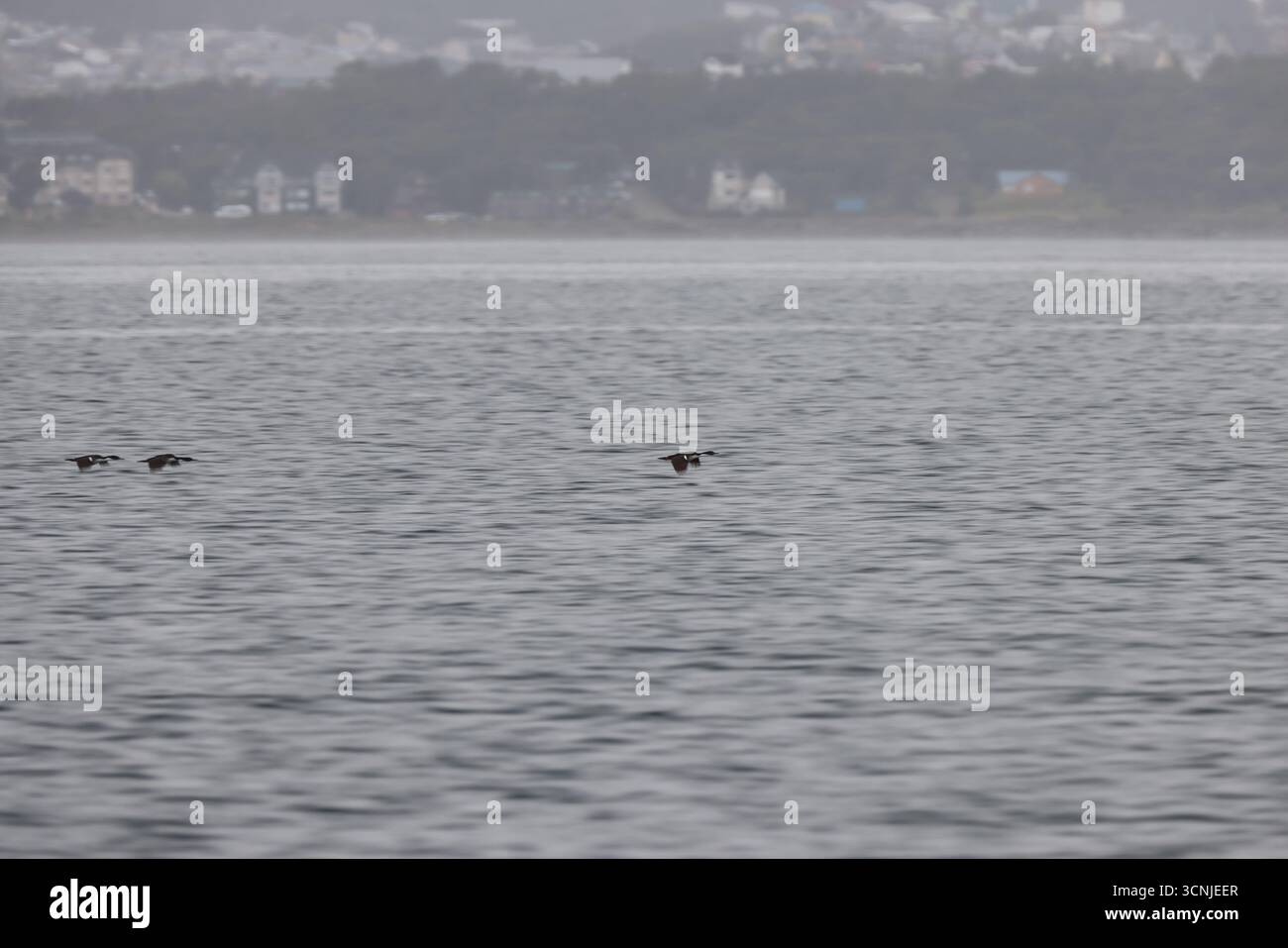 Uno stormo di uccelli marini in volo sincronizzato sul Canale di Beagle con la costa nebbiosa e la città di Ushuaia sullo sfondo. Foto Stock