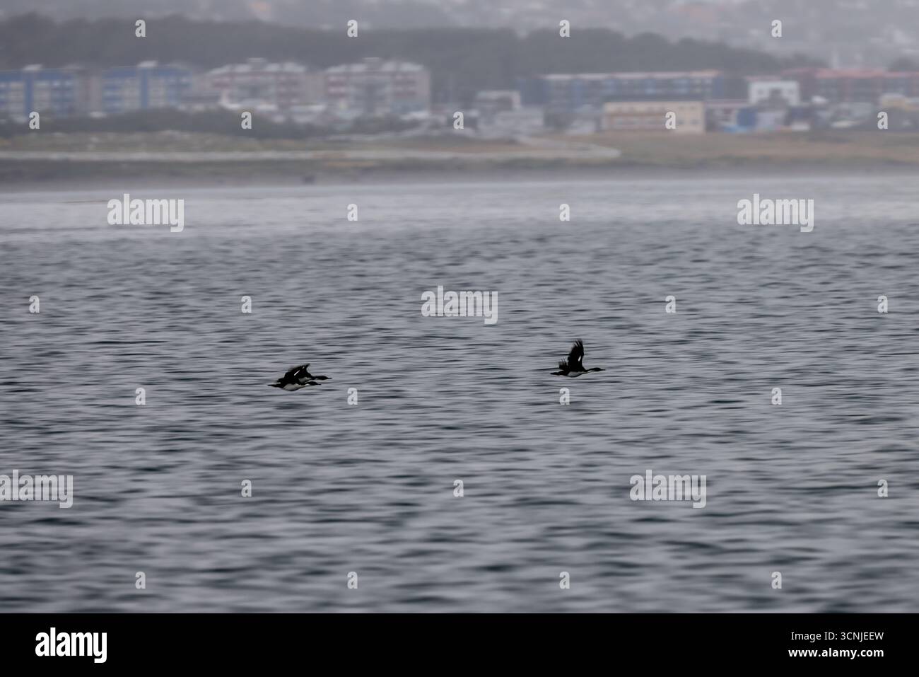 Uno stormo di uccelli marini in volo sincronizzato sul Canale di Beagle con la costa nebbiosa e la città di Ushuaia sullo sfondo. Foto Stock