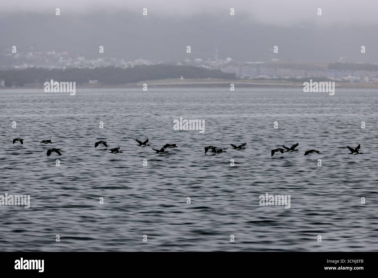 Uno stormo di uccelli marini in volo sincronizzato sul Canale di Beagle con la costa nebbiosa e la città di Ushuaia sullo sfondo. Foto Stock