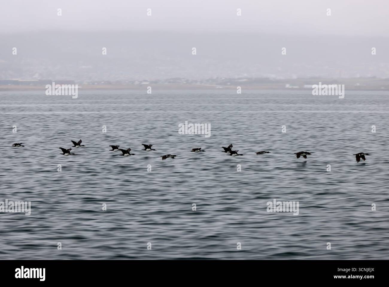 Uno stormo di uccelli marini in volo sincronizzato sul Canale di Beagle con la costa nebbiosa e la città di Ushuaia sullo sfondo. Foto Stock