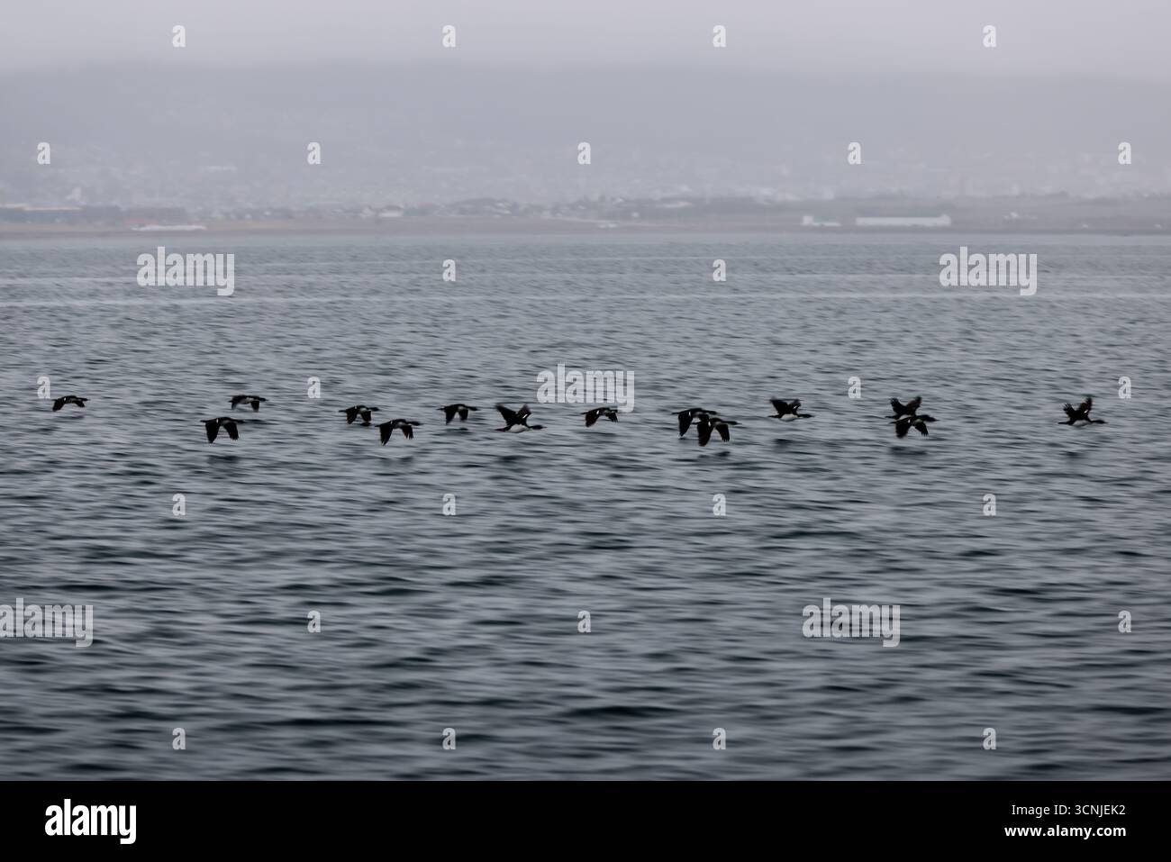 Uno stormo di uccelli marini in volo sincronizzato sul Canale di Beagle con la costa nebbiosa e la città di Ushuaia sullo sfondo. Foto Stock