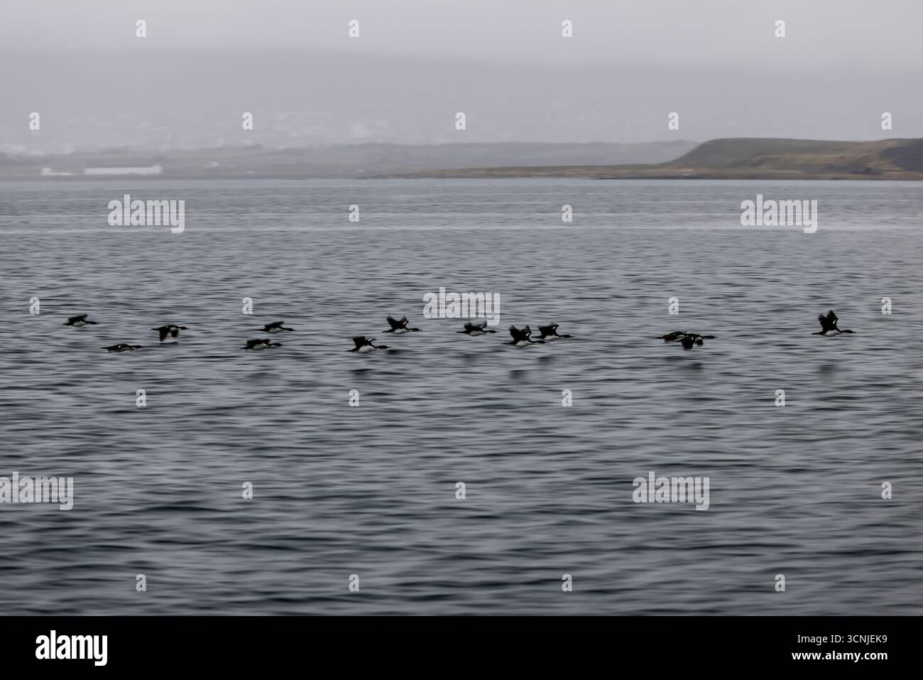 Uno stormo di uccelli marini in volo sincronizzato sul Canale di Beagle con la costa nebbiosa e la città di Ushuaia sullo sfondo. Foto Stock