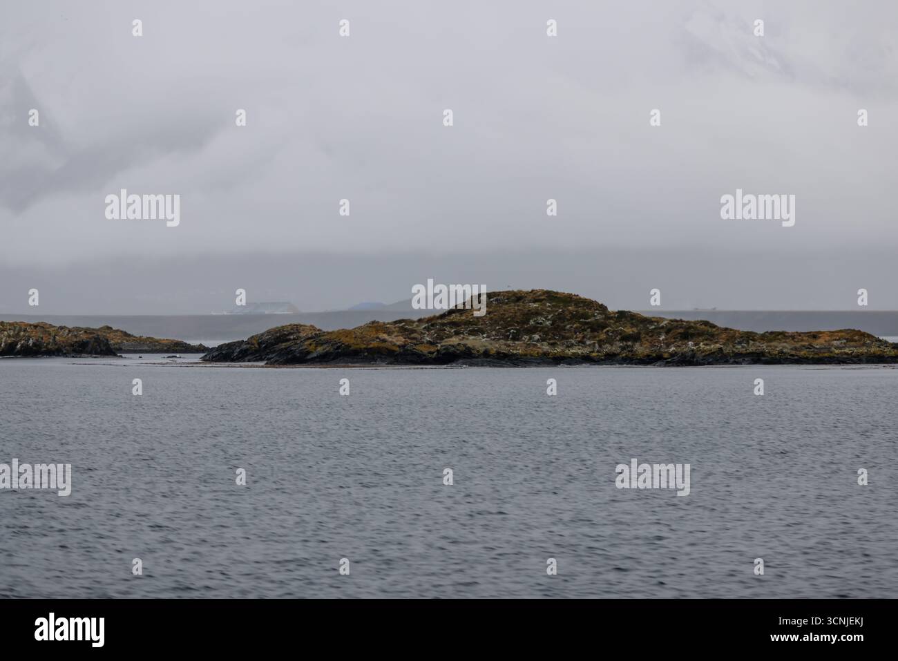 Un gruppo di leoni marini sudamericani (Otaria flavescens) riposano su un'isola rocciosa vicino a Ushuaia, con le fredde acque del Canale di Beagle nello schienale Foto Stock