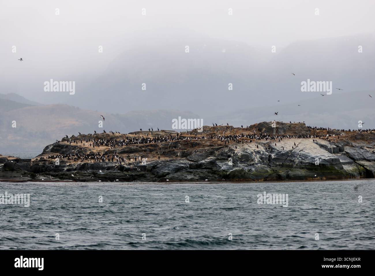 Un gruppo di leoni marini sudamericani (Otaria flavescens) riposano su un'isola rocciosa vicino a Ushuaia, con le fredde acque del Canale di Beagle nello schienale Foto Stock