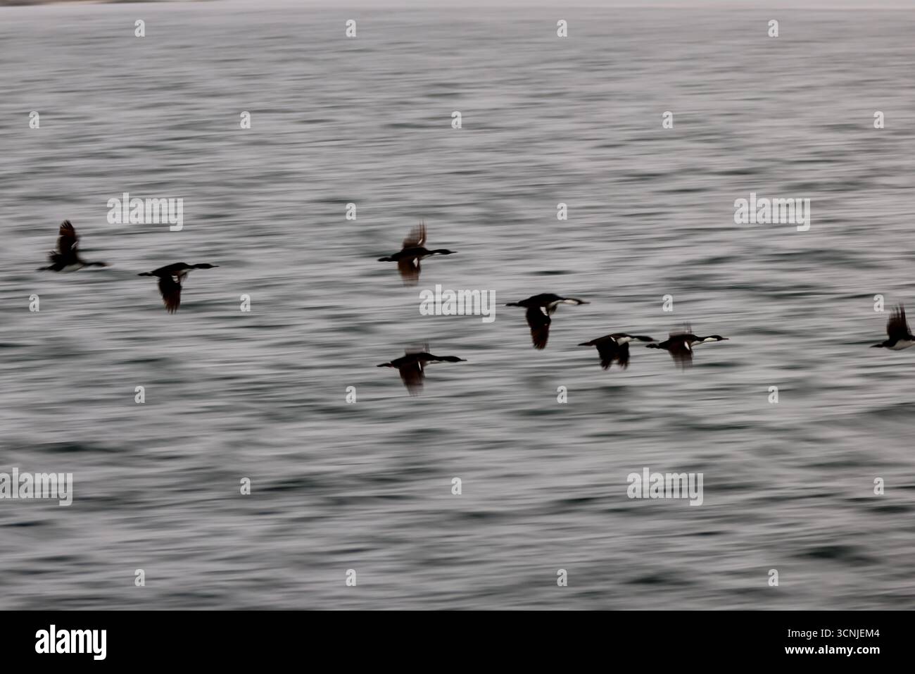 Uno stormo di uccelli marini in volo sincronizzato sul Canale di Beagle con la costa nebbiosa e la città di Ushuaia sullo sfondo. Foto Stock