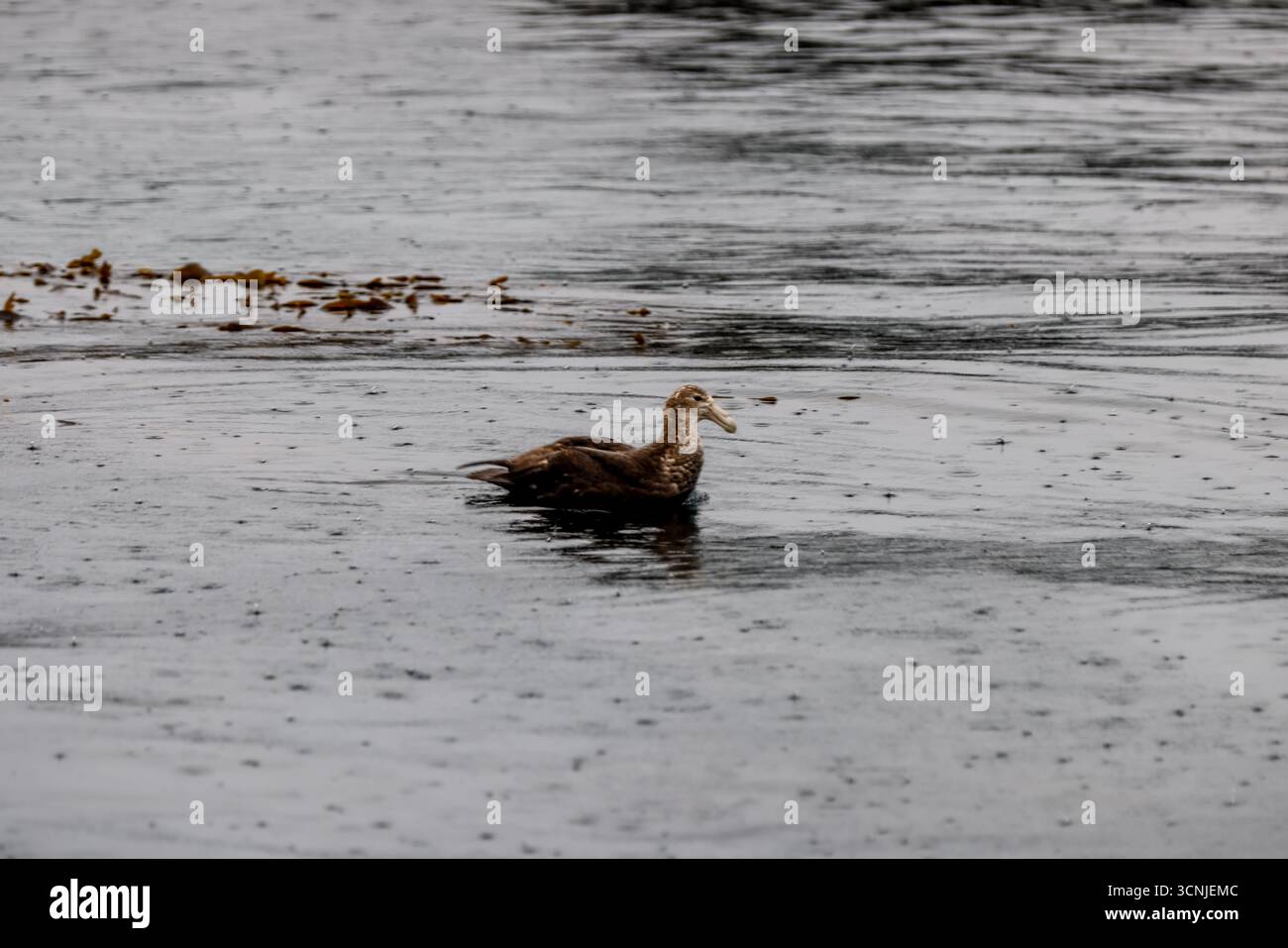Un petrel gigante si allontana da solo sulle acque scure e ondulate del canale di Beagle, il suo piumaggio a chiazze che si fonde con il paesaggio marino coperto. Foto Stock