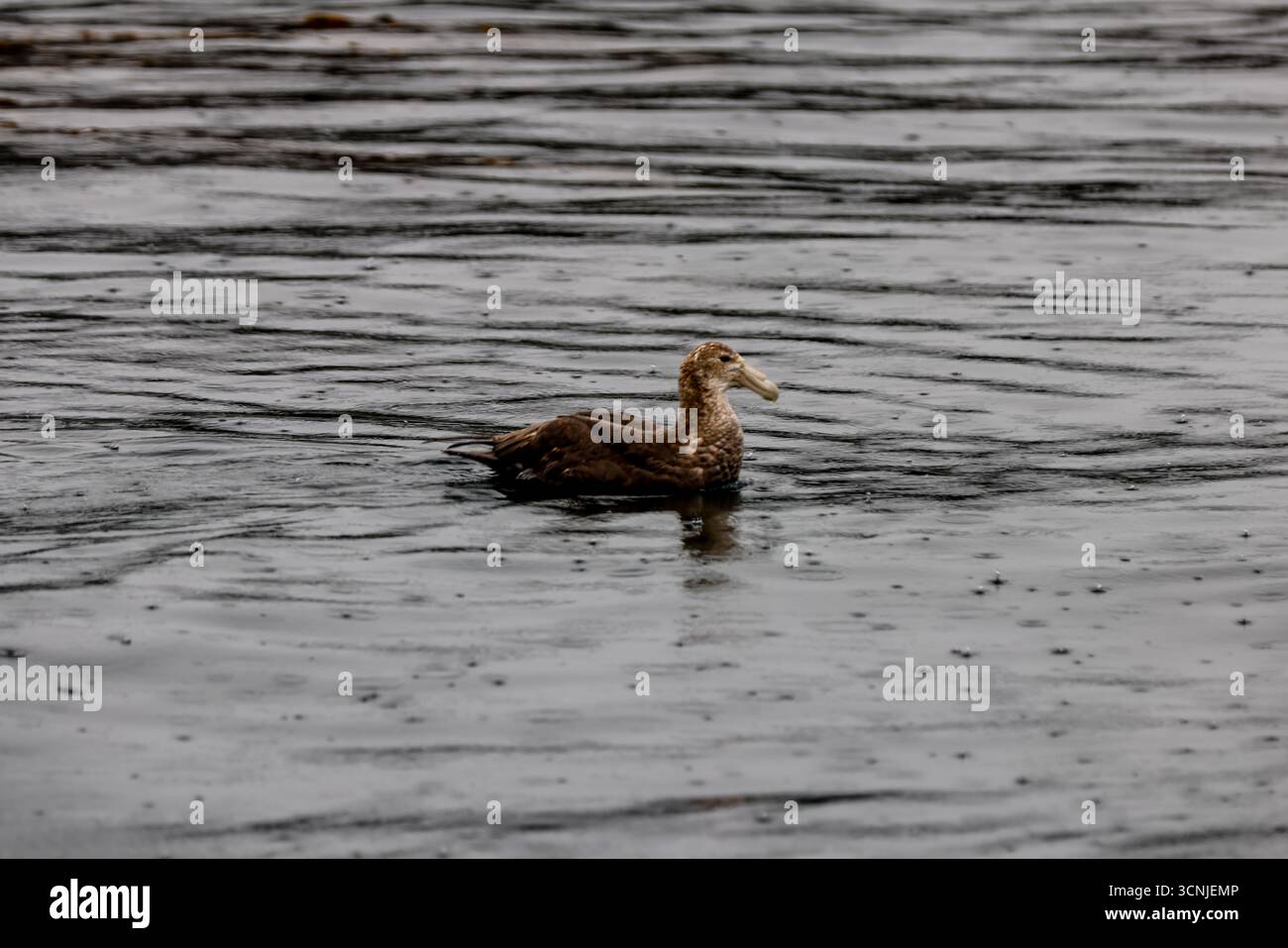 Un petrel gigante si allontana da solo sulle acque scure e ondulate del canale di Beagle, il suo piumaggio a chiazze che si fonde con il paesaggio marino coperto. Foto Stock