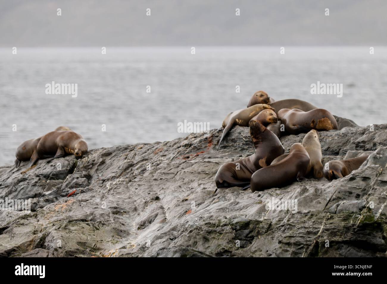 Un gruppo di leoni marini sudamericani (Otaria flavescens) riposano su un'isola rocciosa vicino a Ushuaia, con le fredde acque del Canale di Beagle nello schienale Foto Stock