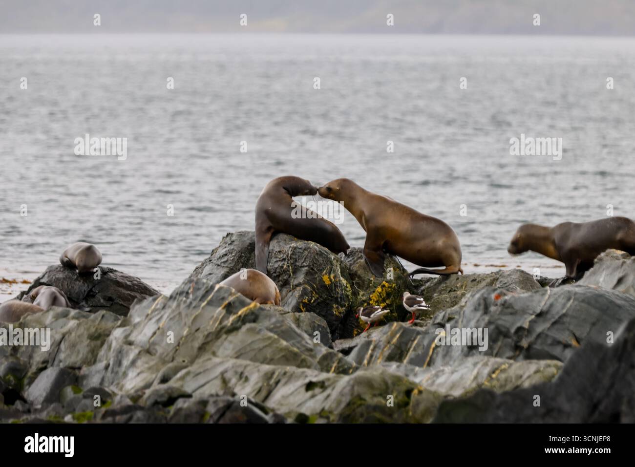 Un gruppo di leoni marini sudamericani (Otaria flavescens) riposano su un'isola rocciosa vicino a Ushuaia, con le fredde acque del Canale di Beagle nello schienale Foto Stock