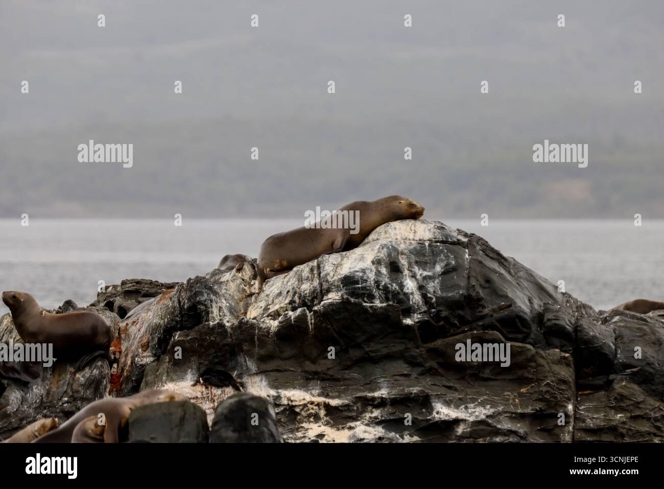 Un gruppo di leoni marini sudamericani (Otaria flavescens) riposano su un'isola rocciosa vicino a Ushuaia, con le fredde acque del Canale di Beagle nello schienale Foto Stock