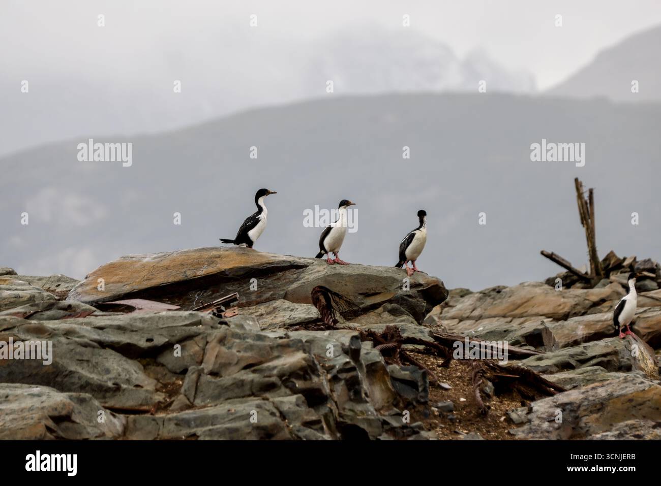 Una colonia di cormorani imperiali riposa su un'isola rocciosa mentre un uccello si innalza sopra, con le montagne marziali spolverate di neve che si innalzano sullo sfondo. Foto Stock