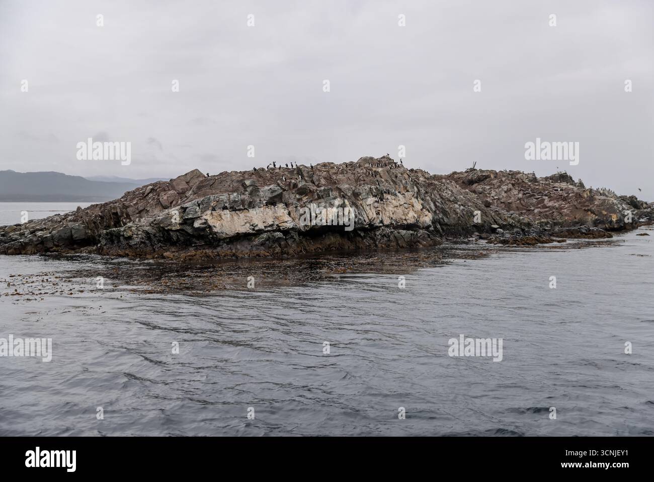 Un gruppo di leoni marini sudamericani (Otaria flavescens) riposano su un'isola rocciosa vicino a Ushuaia, con le fredde acque del Canale di Beagle nello schienale Foto Stock