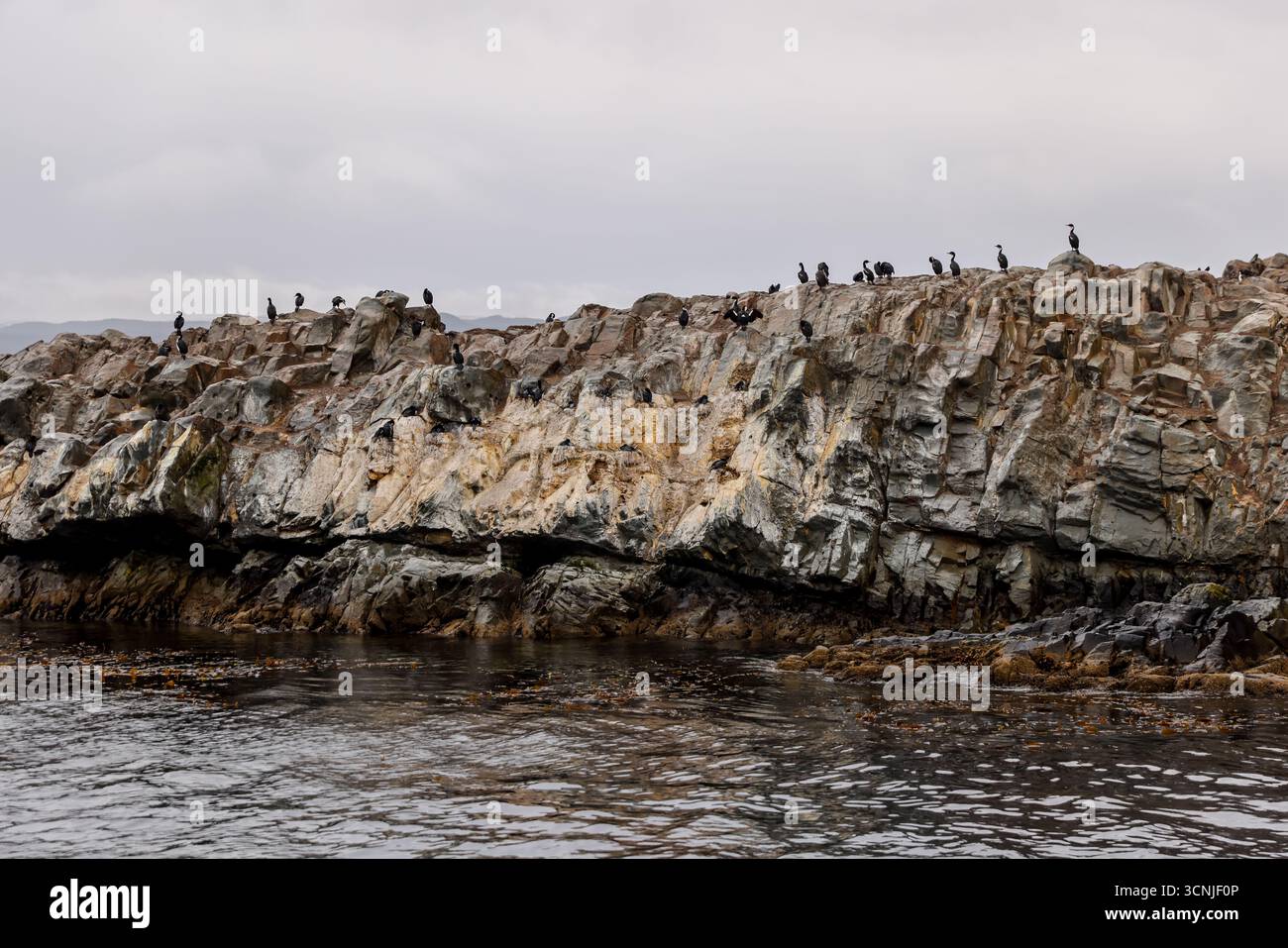 Un gruppo di leoni marini sudamericani (Otaria flavescens) riposano su un'isola rocciosa vicino a Ushuaia, con le fredde acque del Canale di Beagle nello schienale Foto Stock