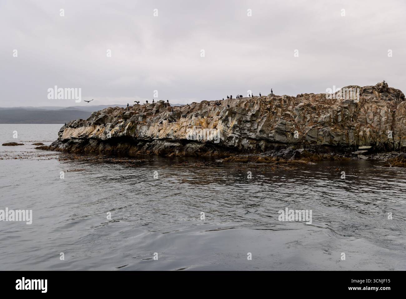 Un gruppo di leoni marini sudamericani (Otaria flavescens) riposano su un'isola rocciosa vicino a Ushuaia, con le fredde acque del Canale di Beagle nello schienale Foto Stock