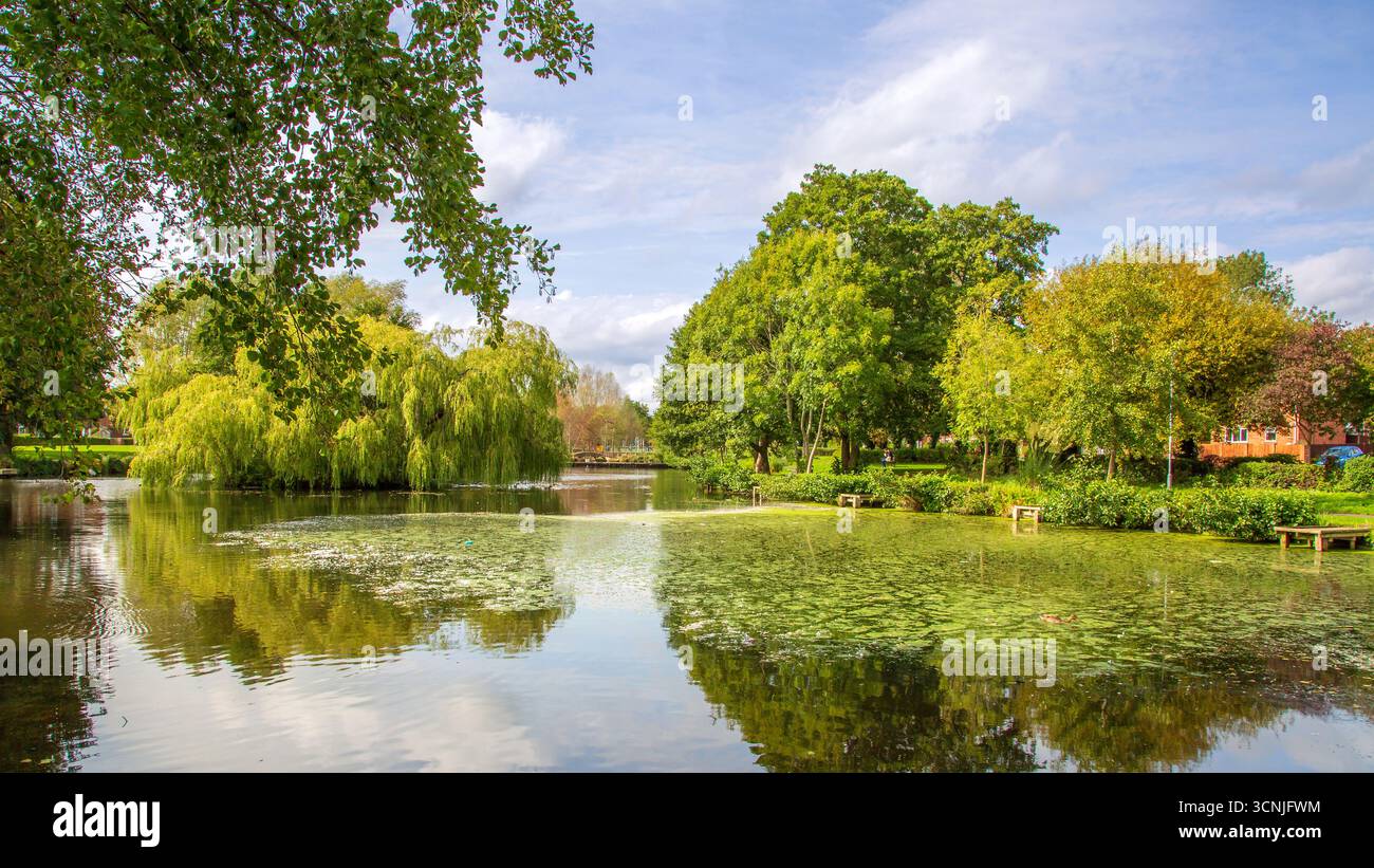 Vivace area boschiva con laghetto per la pesca a Redditch, Regno Unito. Foto Stock