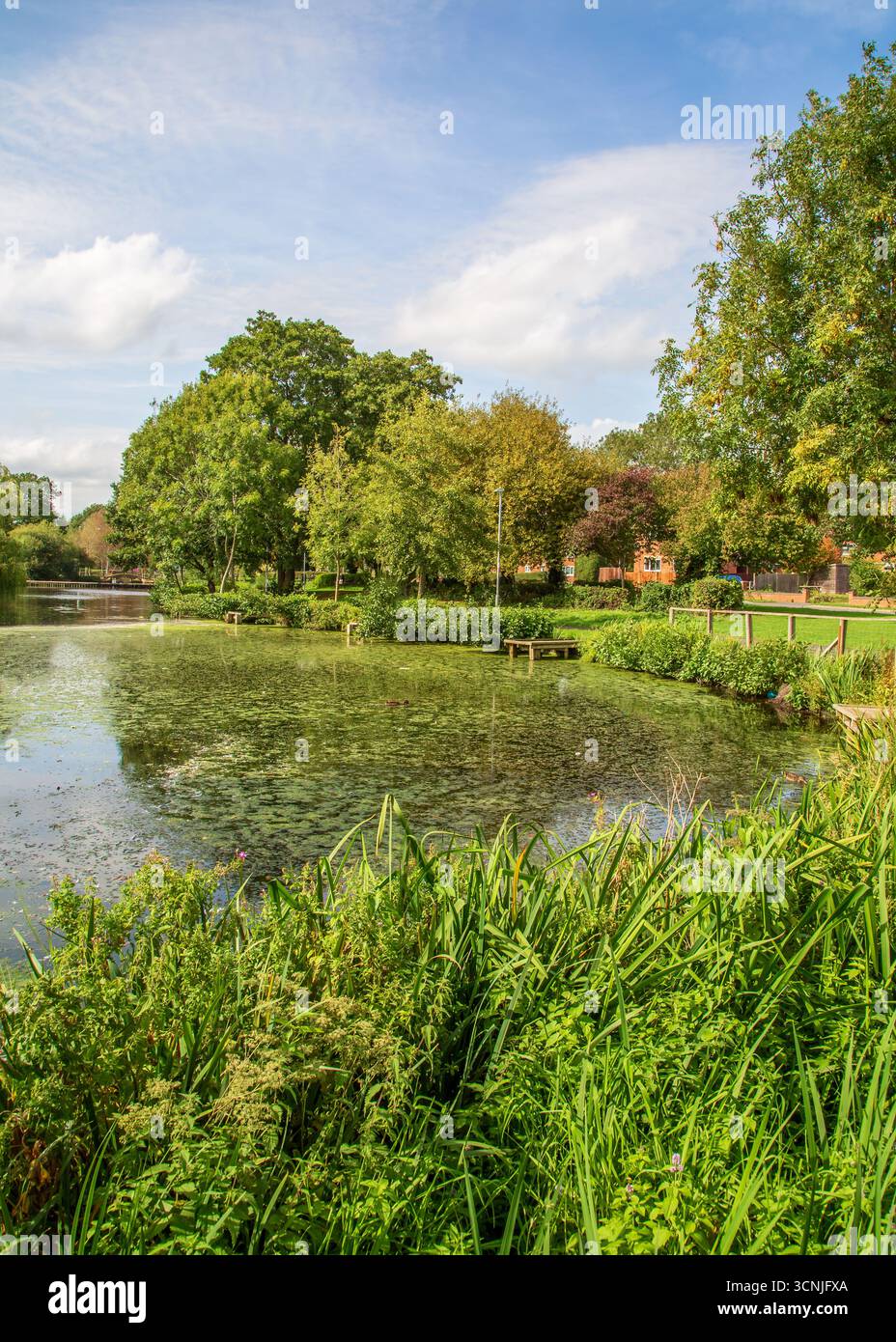 Vivace area boschiva con laghetto per la pesca a Redditch, Regno Unito. Foto Stock