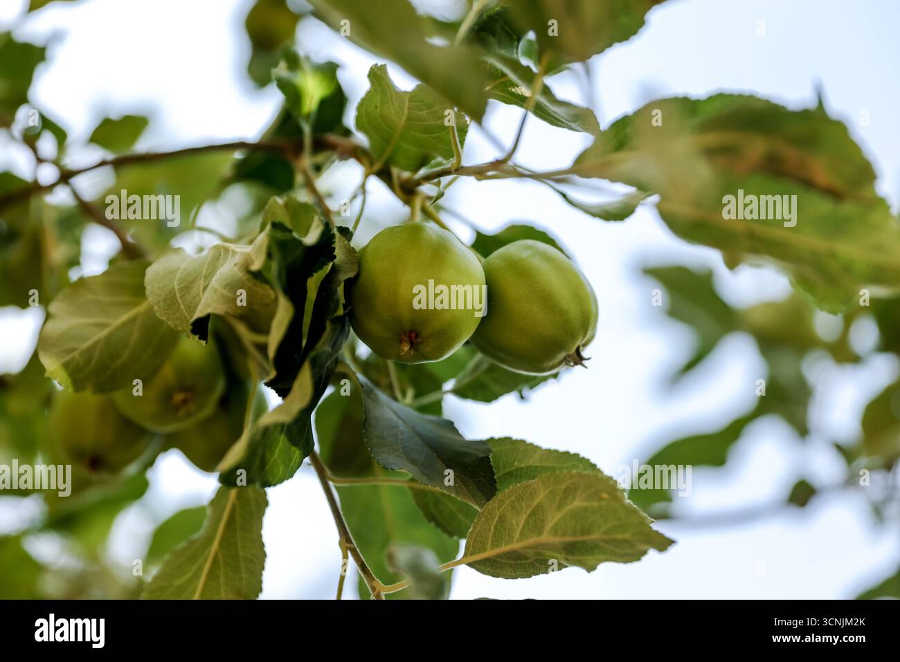 Lussureggianti vigneti con erba curata, arbusti ornamentali e colline andine sullo sfondo, catturano la serenità della regione vinicola del Cile Foto Stock