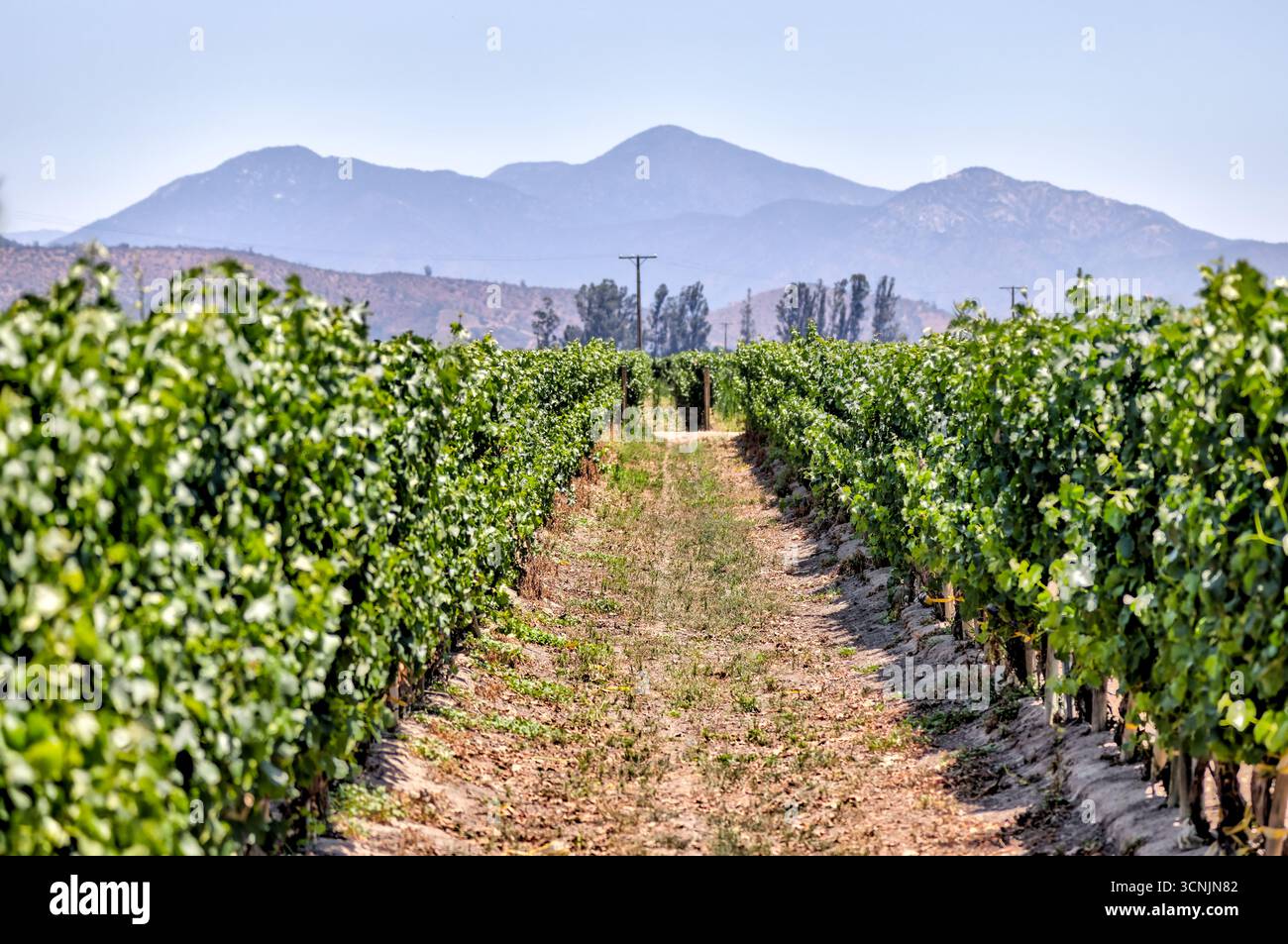 Lussureggianti vigneti con erba curata, arbusti ornamentali e colline andine sullo sfondo, catturano la serenità della regione vinicola del Cile Foto Stock
