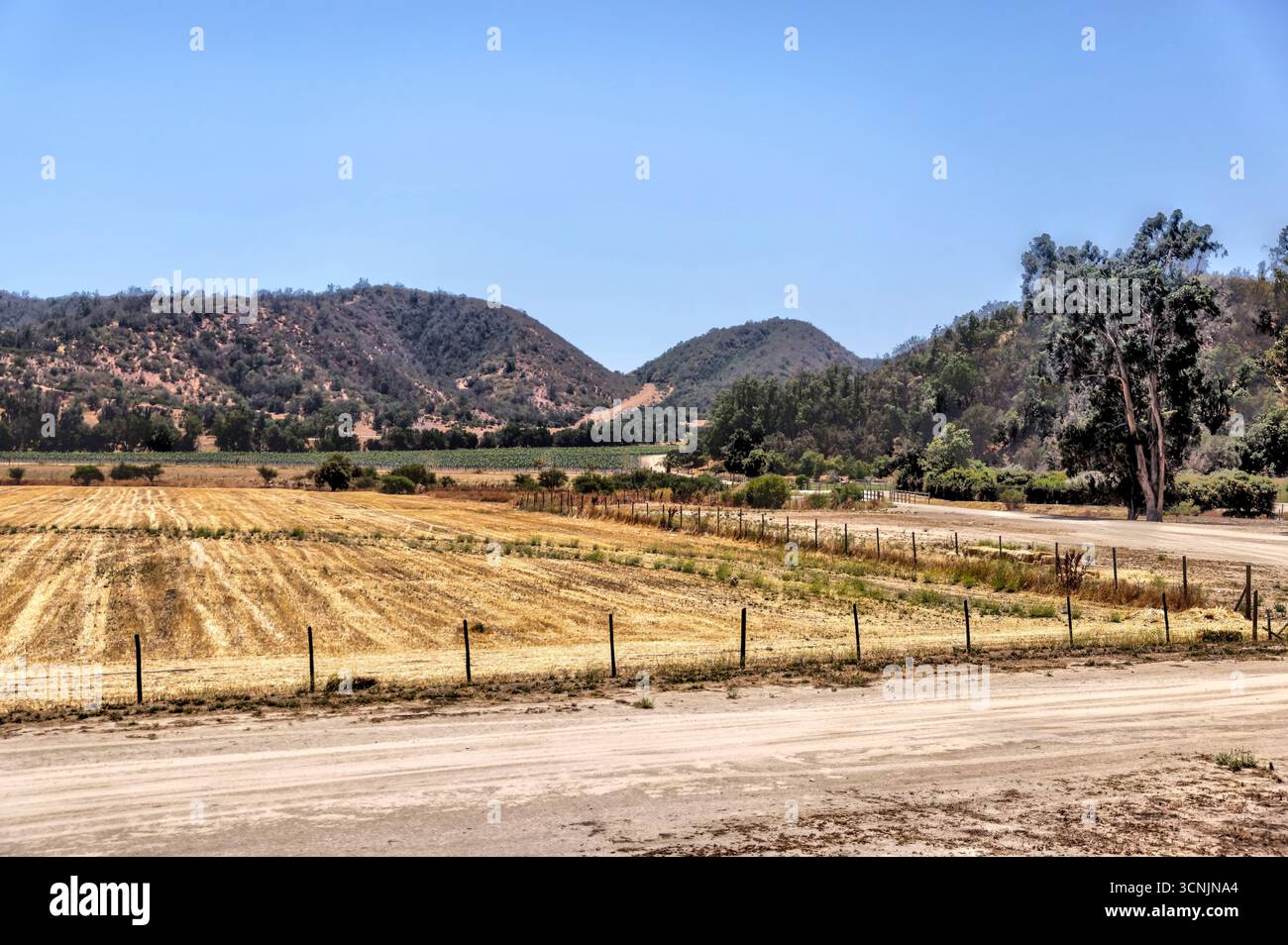 Lussureggianti vigneti con erba curata, arbusti ornamentali e colline andine sullo sfondo, catturano la serenità della regione vinicola del Cile Foto Stock