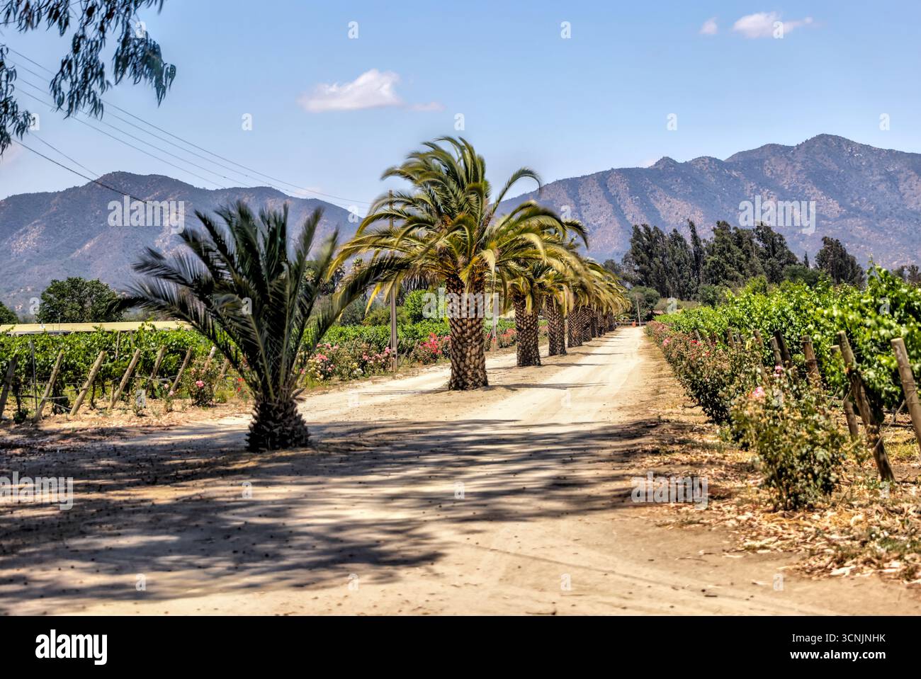 Lussureggianti vigneti con erba curata, arbusti ornamentali e colline andine sullo sfondo, catturano la serenità della regione vinicola del Cile Foto Stock
