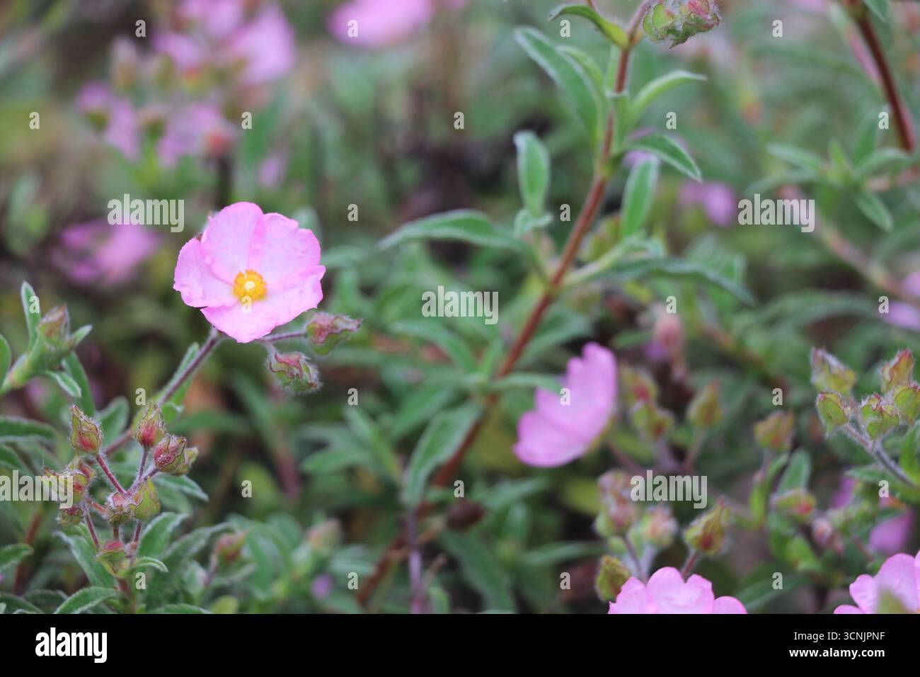 Immagine macro di una delicata rosa di roccia californiana che fiorisce in un giardino a Carmel-by-the-Sea, CA. Foto Stock