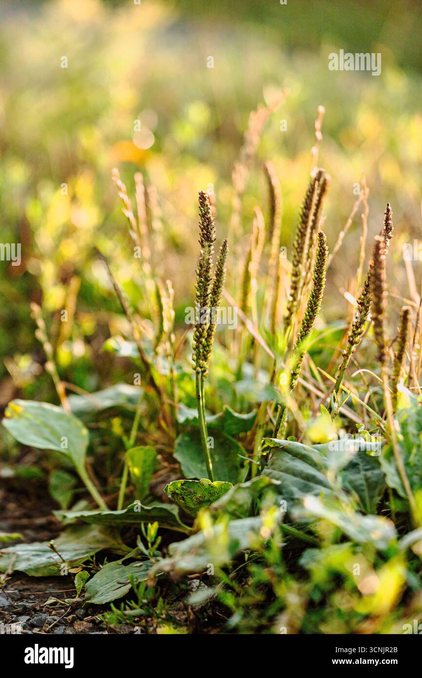 Primo piano di foglie di piante verdi Foto Stock