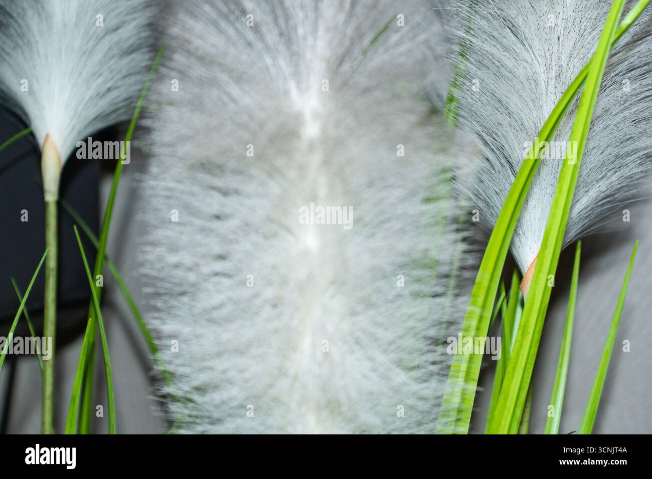 I soffici ciuffi bianchi contrastano splendidamente con le vivaci lame verdi in questa disposizione decorativa delle piante. Le delicate texture dei ciuffi creano un'aria Foto Stock