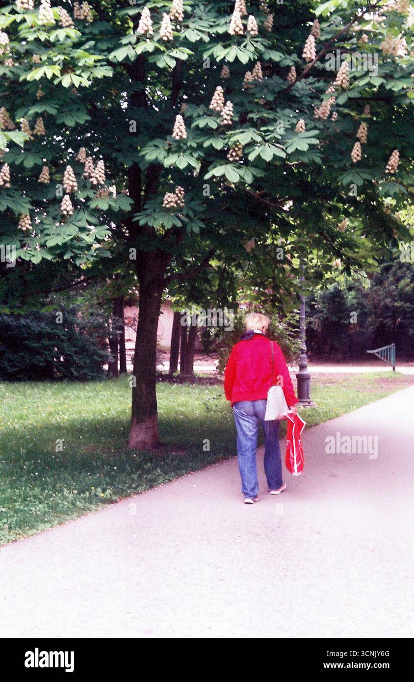 Alberi urbani circondati da edifici. Le cime verdi degli alberi sorgono tra l'architettura della città, mescolando natura e vita urbana. Foto Stock