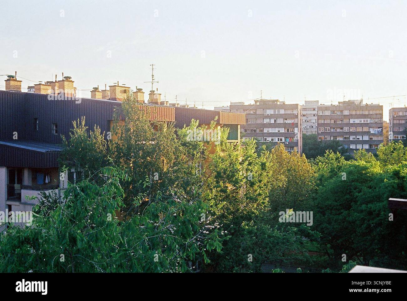 Alberi urbani circondati da edifici. Le cime verdi degli alberi sorgono tra l'architettura della città, mescolando natura e vita urbana. Foto Stock