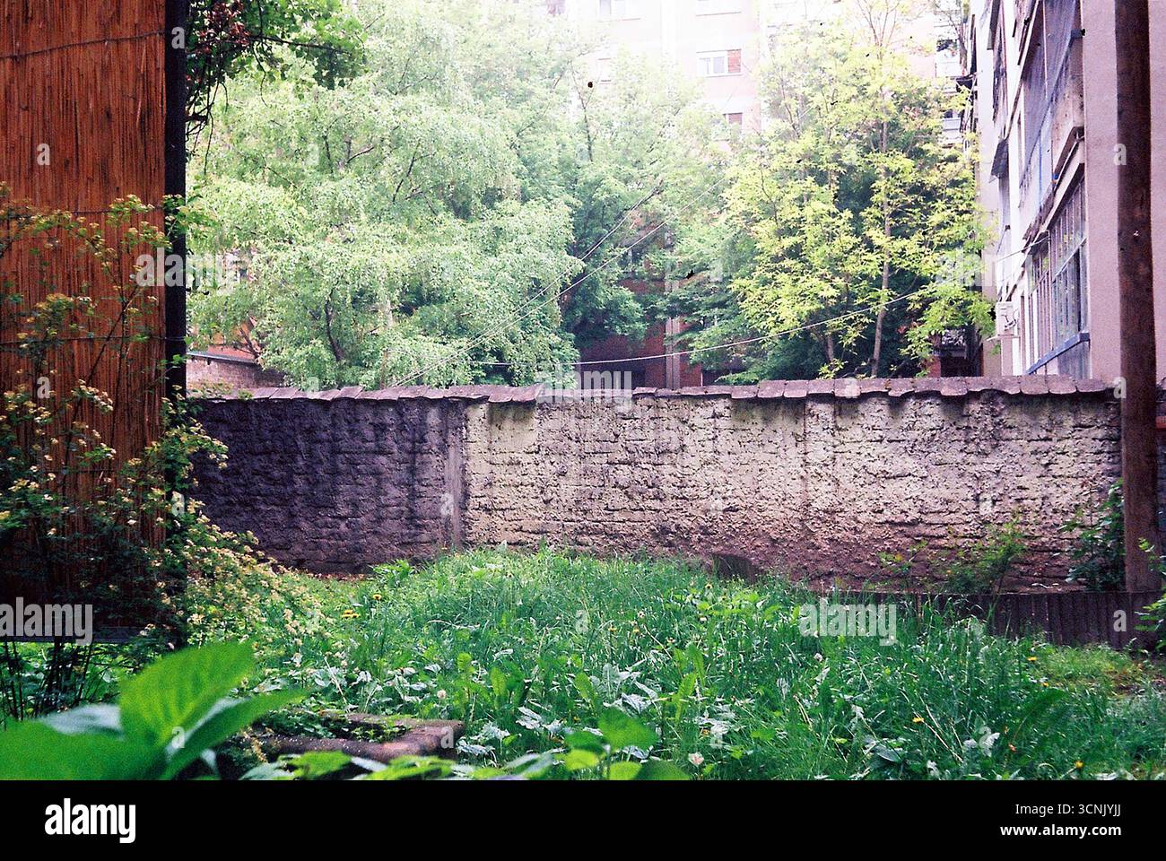 Alberi urbani circondati da edifici. Le cime verdi degli alberi sorgono tra l'architettura della città, mescolando natura e vita urbana. Foto Stock