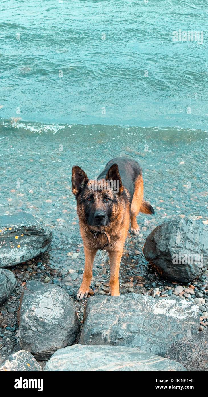 Ritratto ravvicinato del pastore tedesco sulle spiagge di Puerto Natales, Patagonia, Cile Foto Stock
