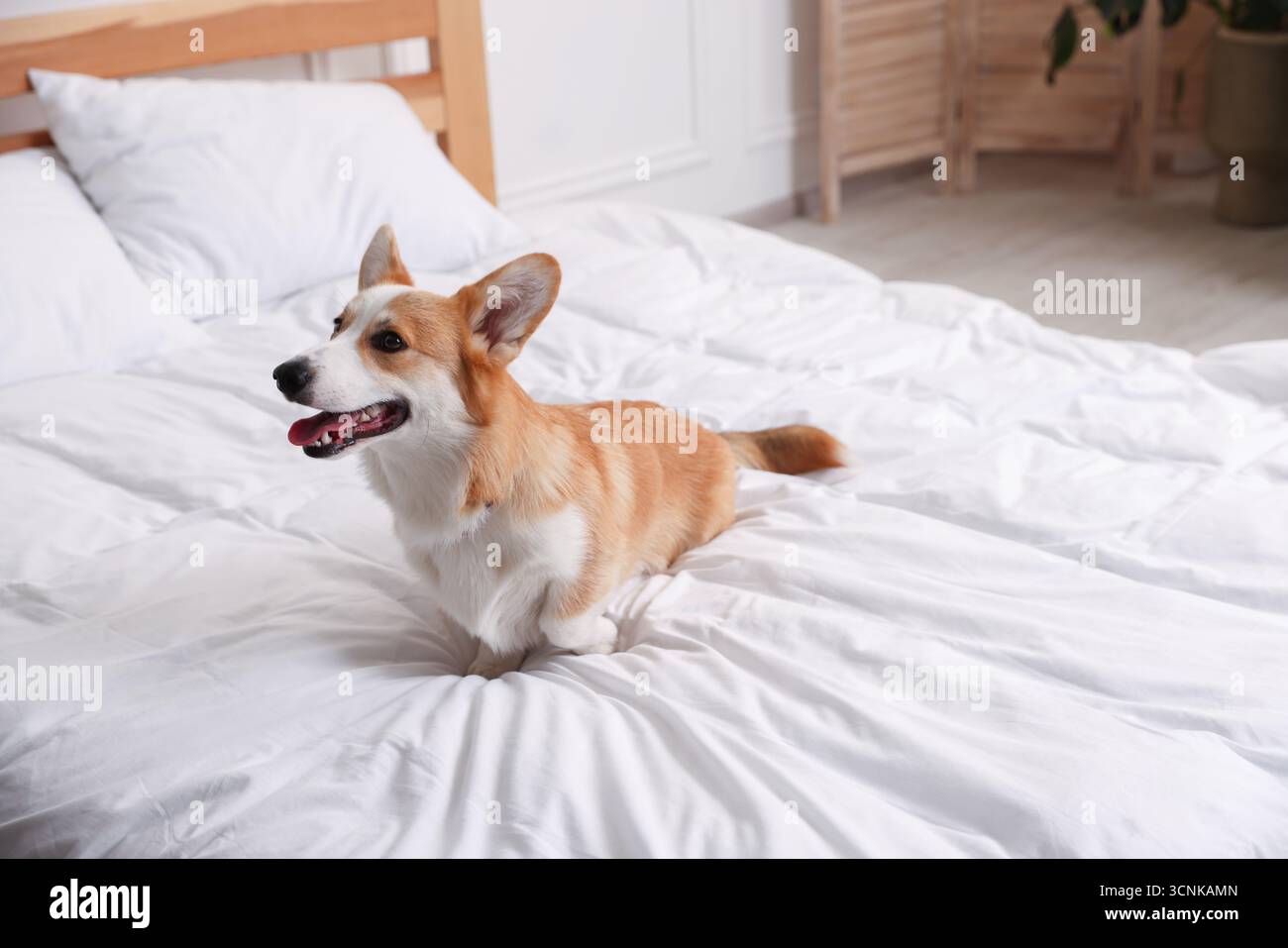 Hotel in cui sono ammessi gli animali domestici. Bel cane seduto sul letto all'interno Foto Stock