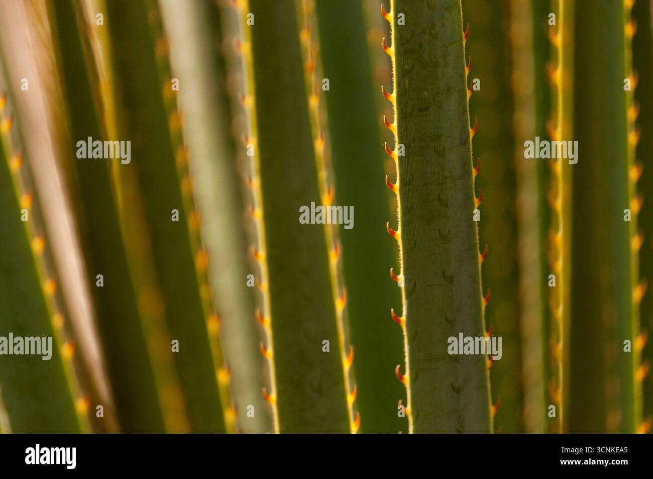 Agave americana, maguey o pita, planta suculenta perenne de hojas verdes largas con espinas, ornamental y resistente, originaria de México. Foto Stock