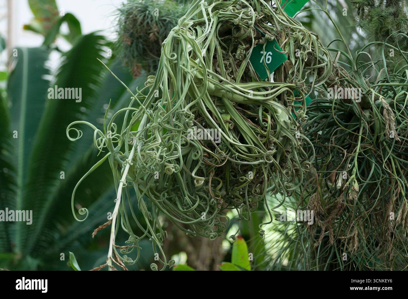 Tillandsia, una pianta epifitica conosciuta come la "pianta dell'aria", adattata ai climi tropicali e riconosciuta per le sue foglie ricci e la crescita senza suolo Foto Stock