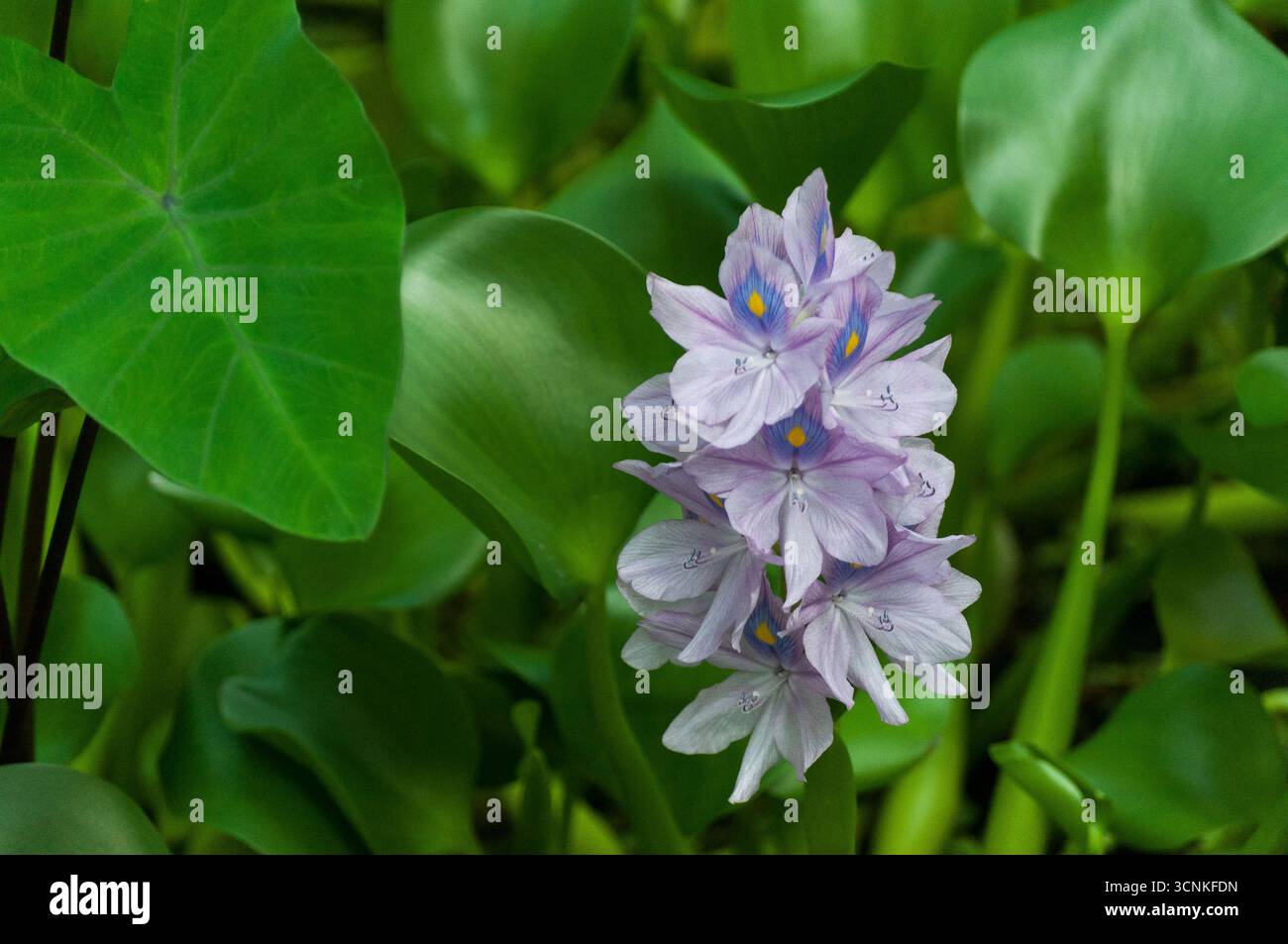 Fiore di Giacinto d'acqua viola con foglie verdi in habitat naturale, primo piano di piante acquatiche tropicali in piena fioritura. Foto Stock