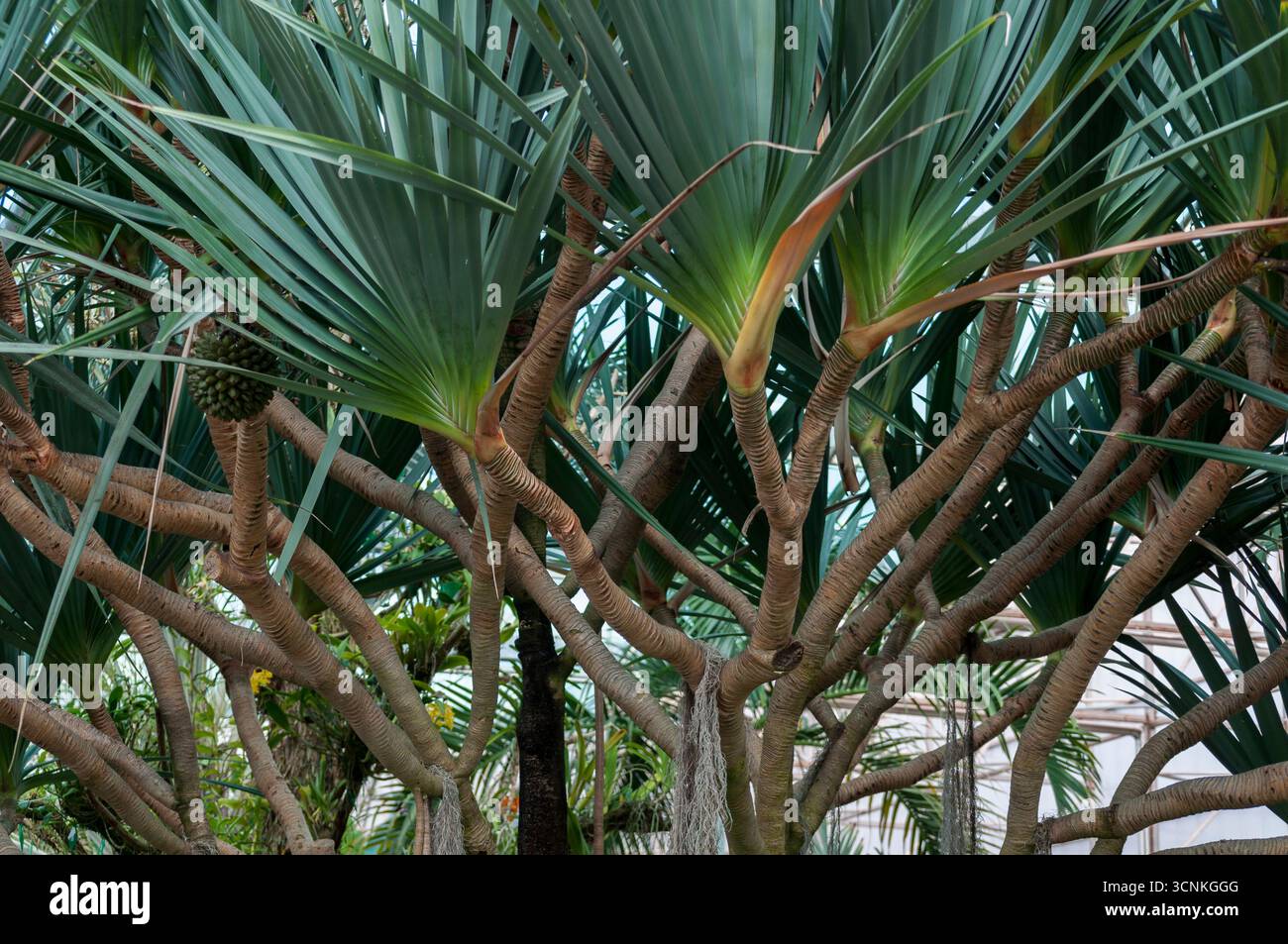 Il tronco di Pachypodium lamerei, ricoperto da spine taglienti e piccole foglie verdi. Un albero impressionante e succulento, originario del Madagascar, prospera nel clima secco Foto Stock
