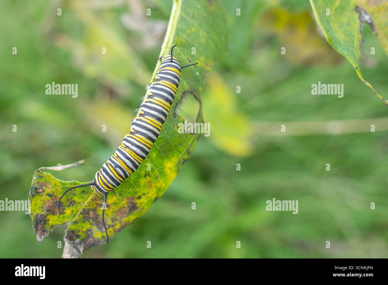 Monarch caterpillar che si nutre di alghe lattiere, parte dell'ultima generazione che diventerà farfalle e migrerà verso sud Foto Stock