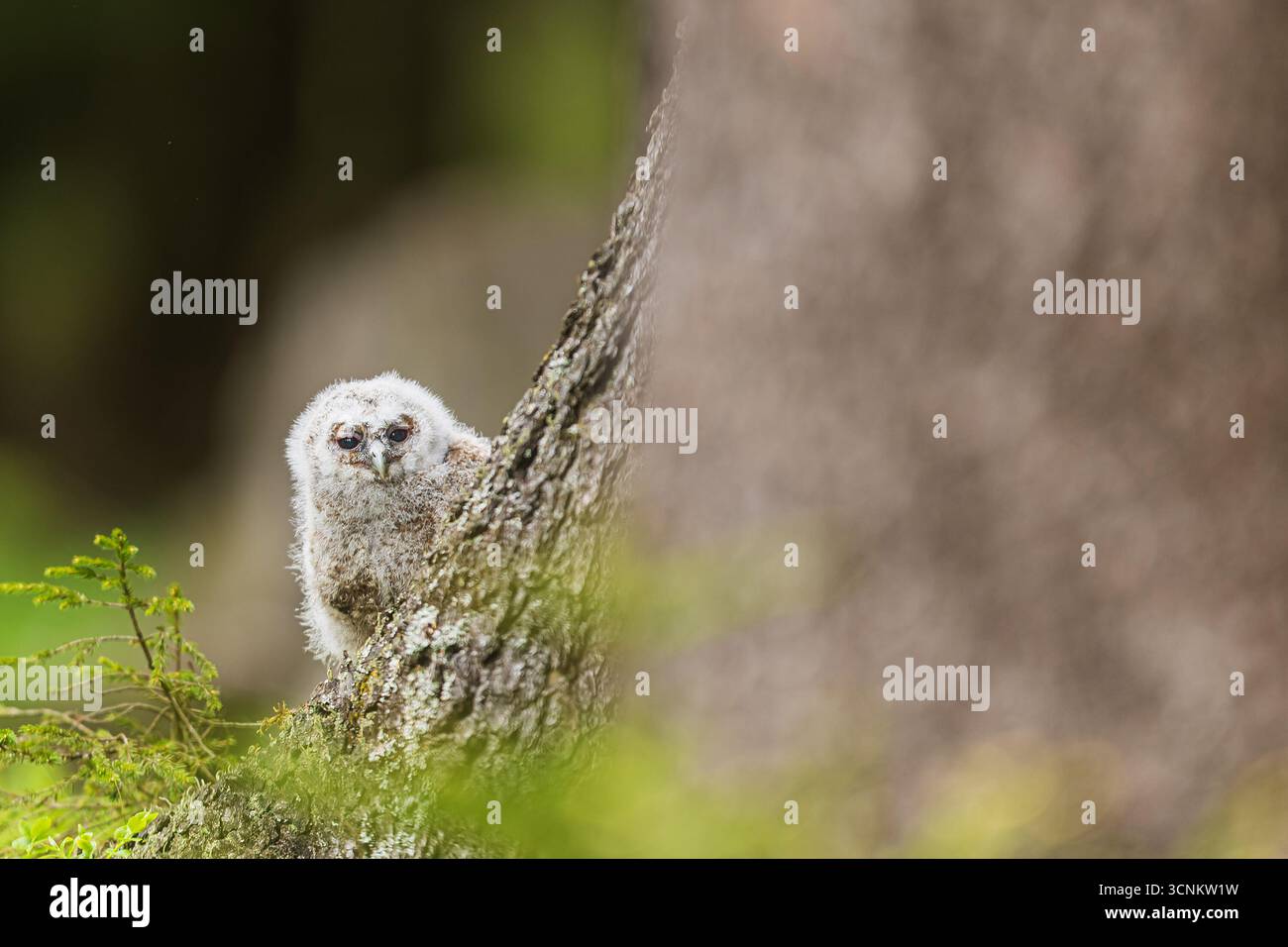 Giovanissimo gufo (Strix aluco) dettaglio ravvicinato Foto Stock