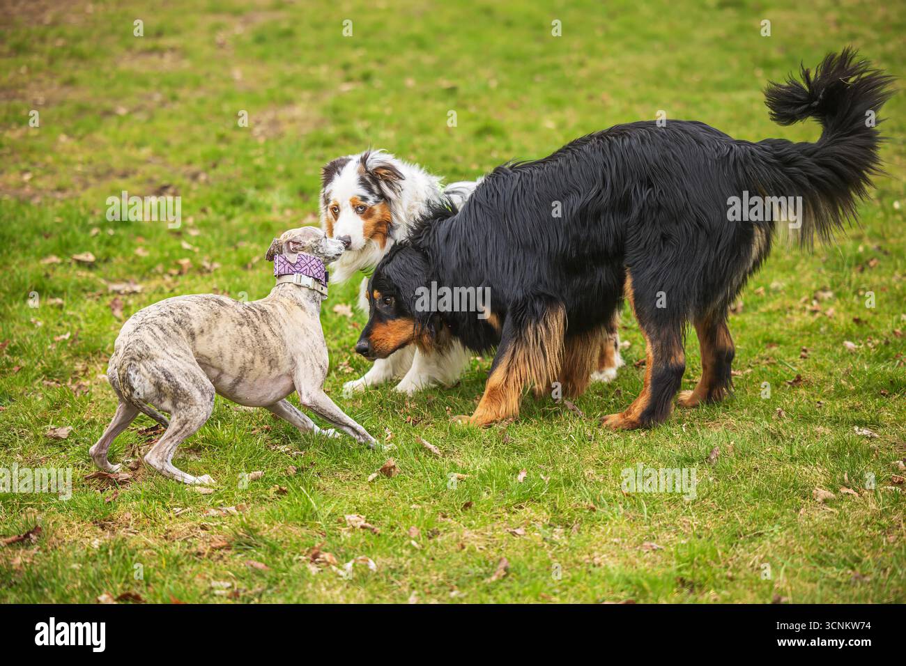 Nero e oro Hovie dog hovawart con altri due cani Foto Stock